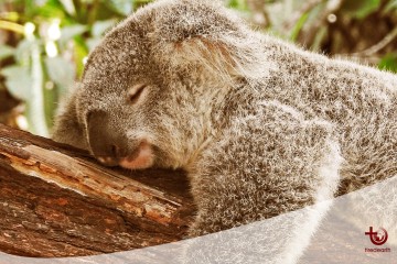 Le koala, en savoir plus...